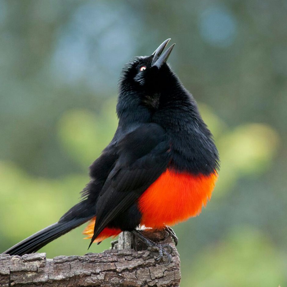 Черно красная танагра