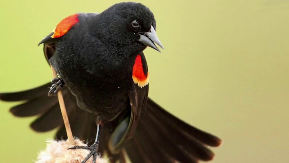 Что за птички бордовые с черными крыльями