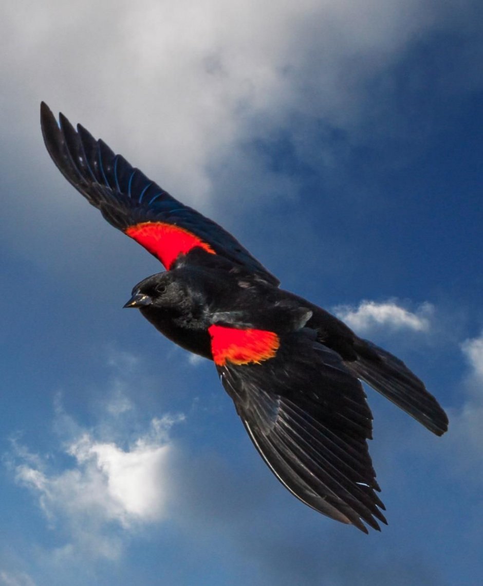 Черно красная птица