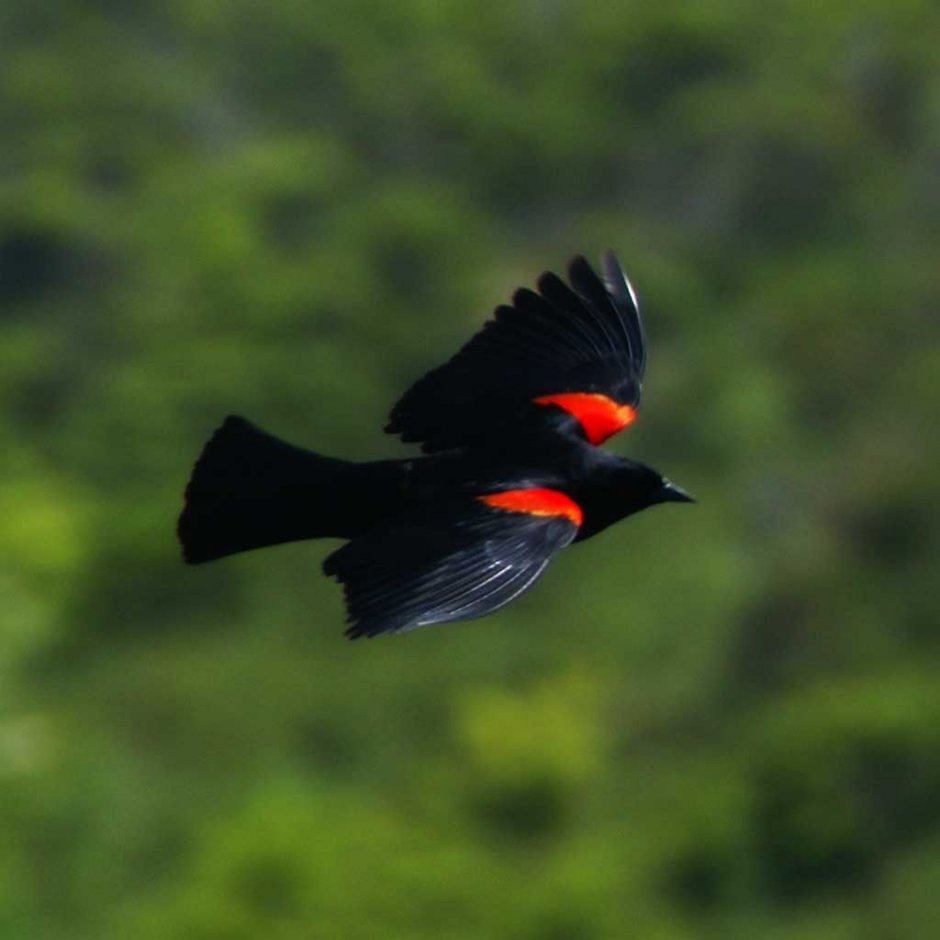 Птицы Коста Рики