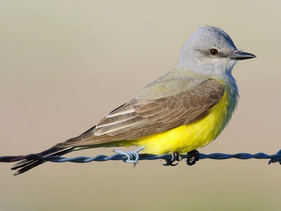 Western Kingbird