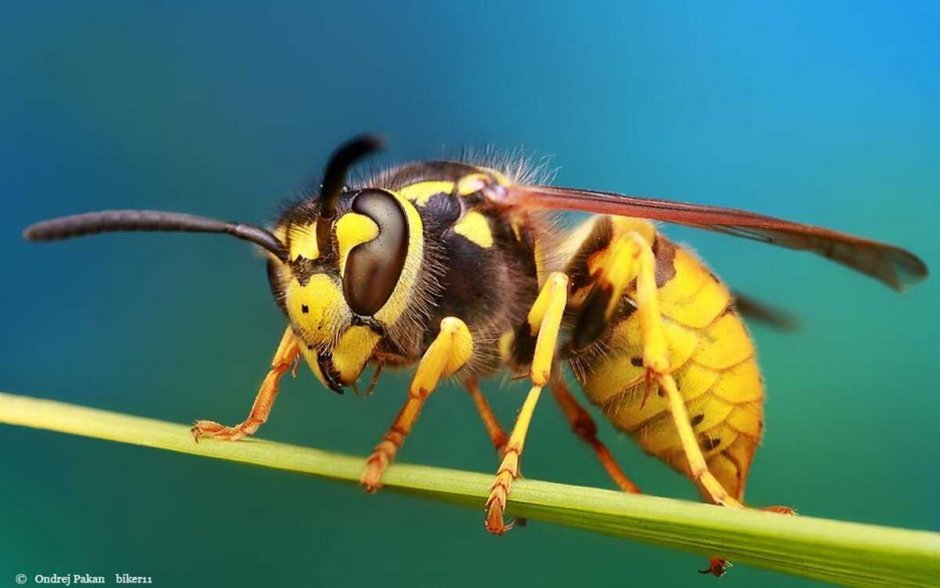 Тулупчатый Шмель