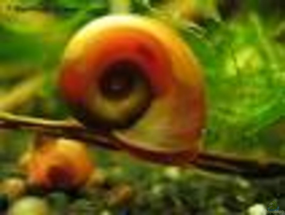 Улитка катушка (лат. Planorbis)