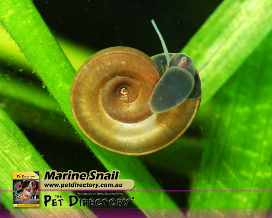 Астролюксы улитки