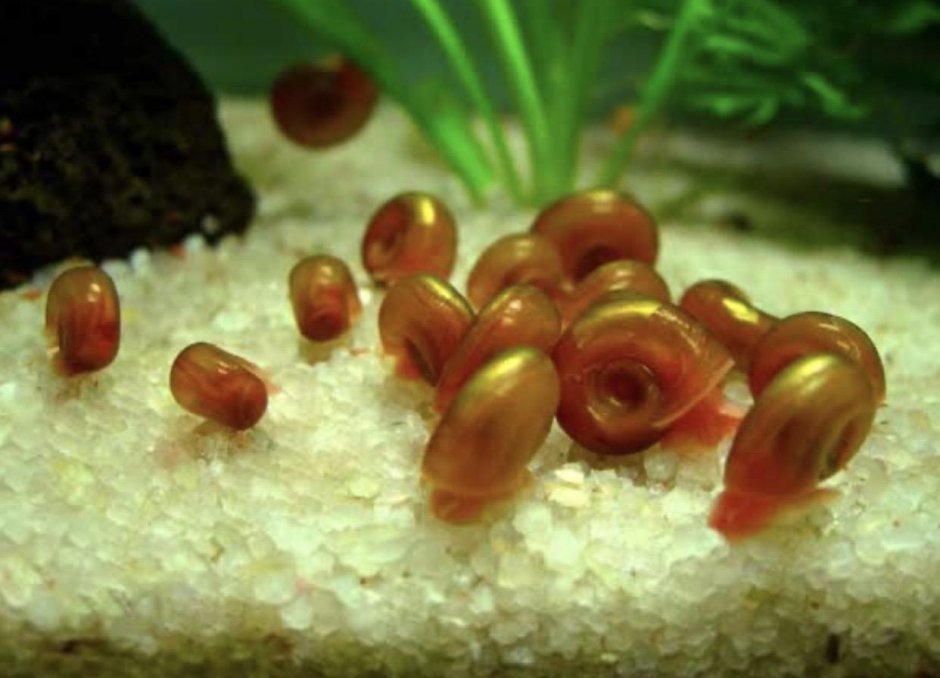 Улитка катушка в аквариуме