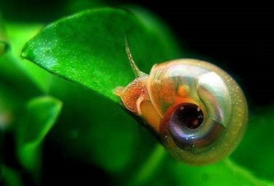 Улитка катушка Роговая