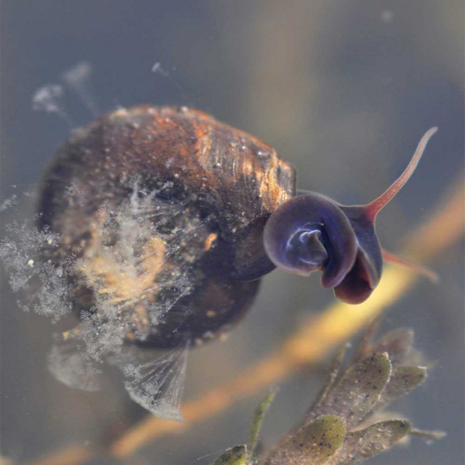 Планорбис планорбис