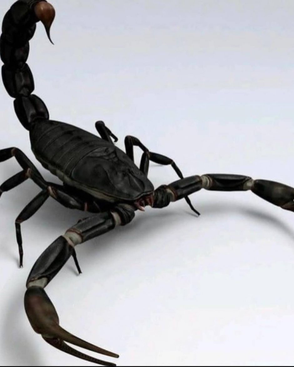 Арахнид Скорпион