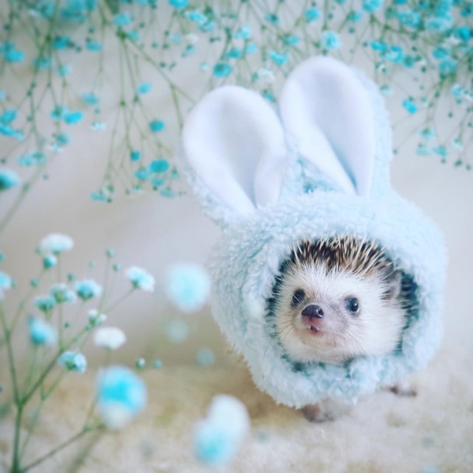 Северный заяц Беляк