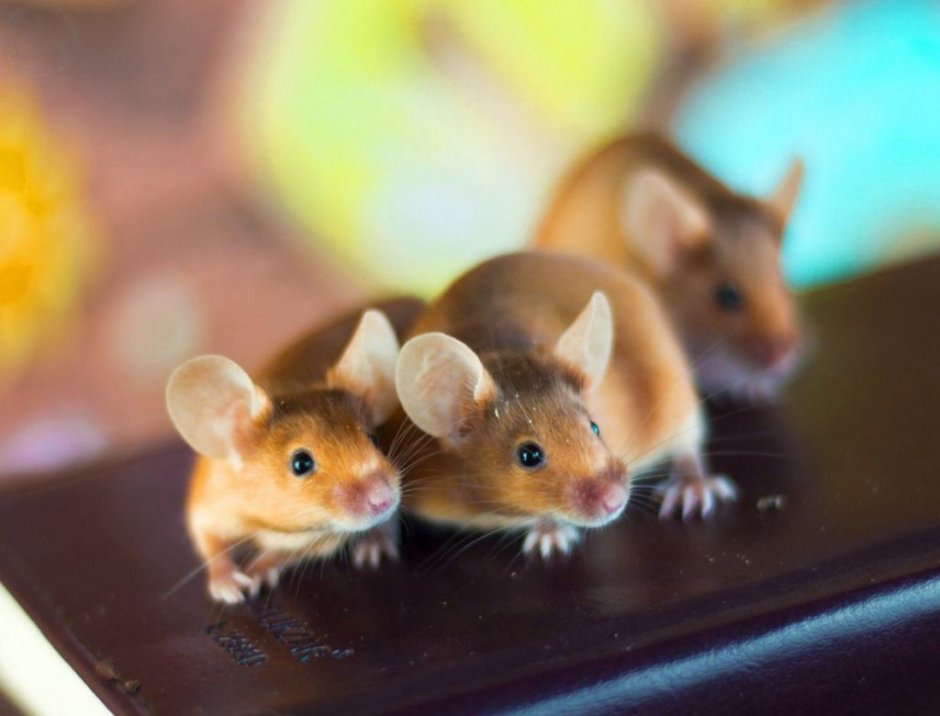 Мышь декоративная сатиновая