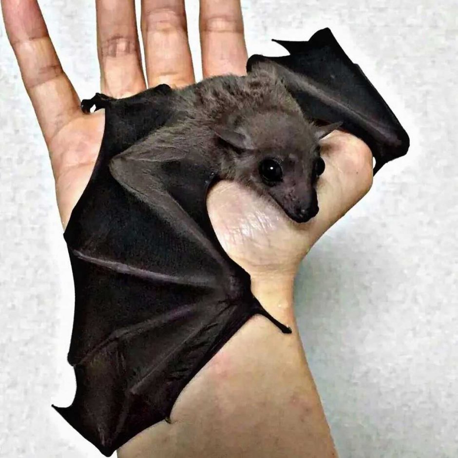 Белая летучая лисица альбинос