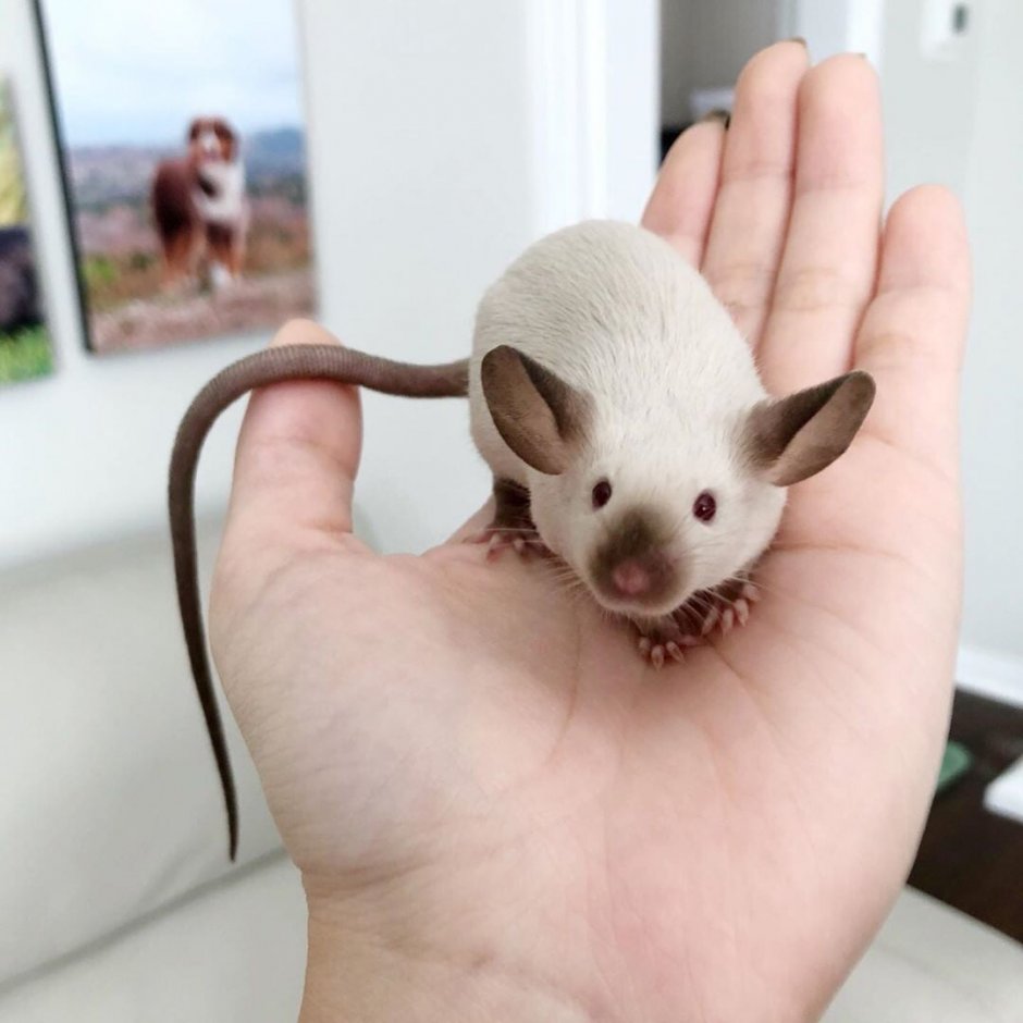 Крыса рекс Сиам