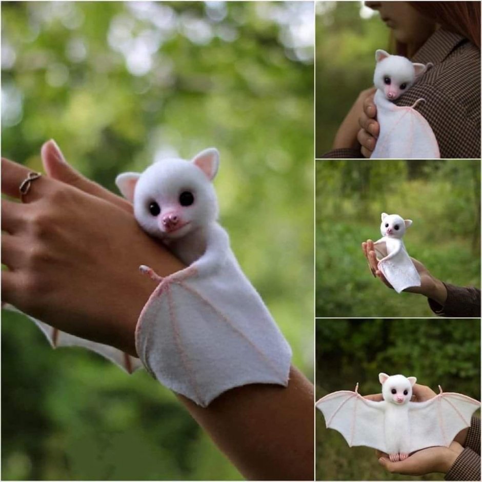 Строение крысы