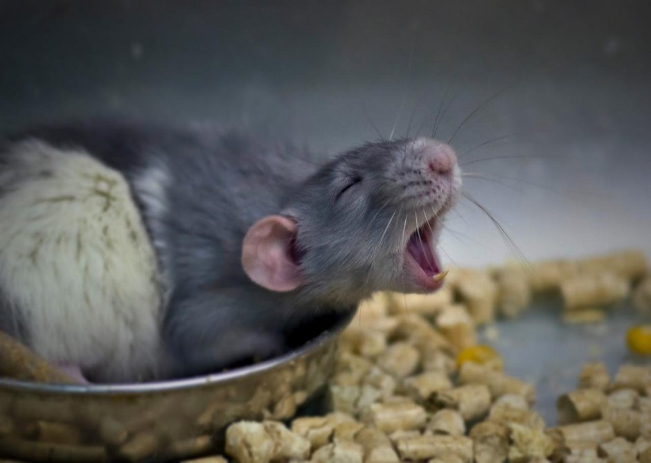 Белый мышонок