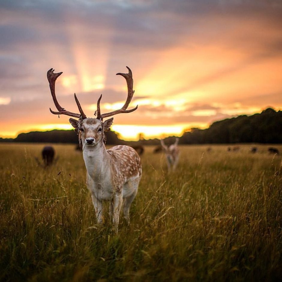 Олень яркое фото