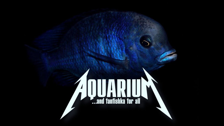 Циртокара Мури голубой Дельфин