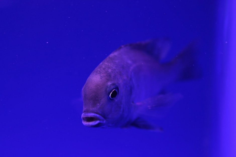 Дельфин в аквариуме