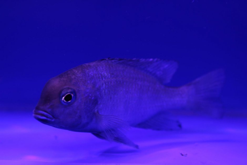 Рыбка голубой дельфин