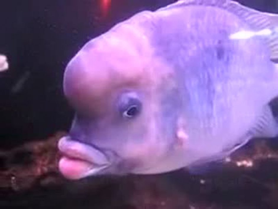 Дельфин голубой (размер до 25 см.)