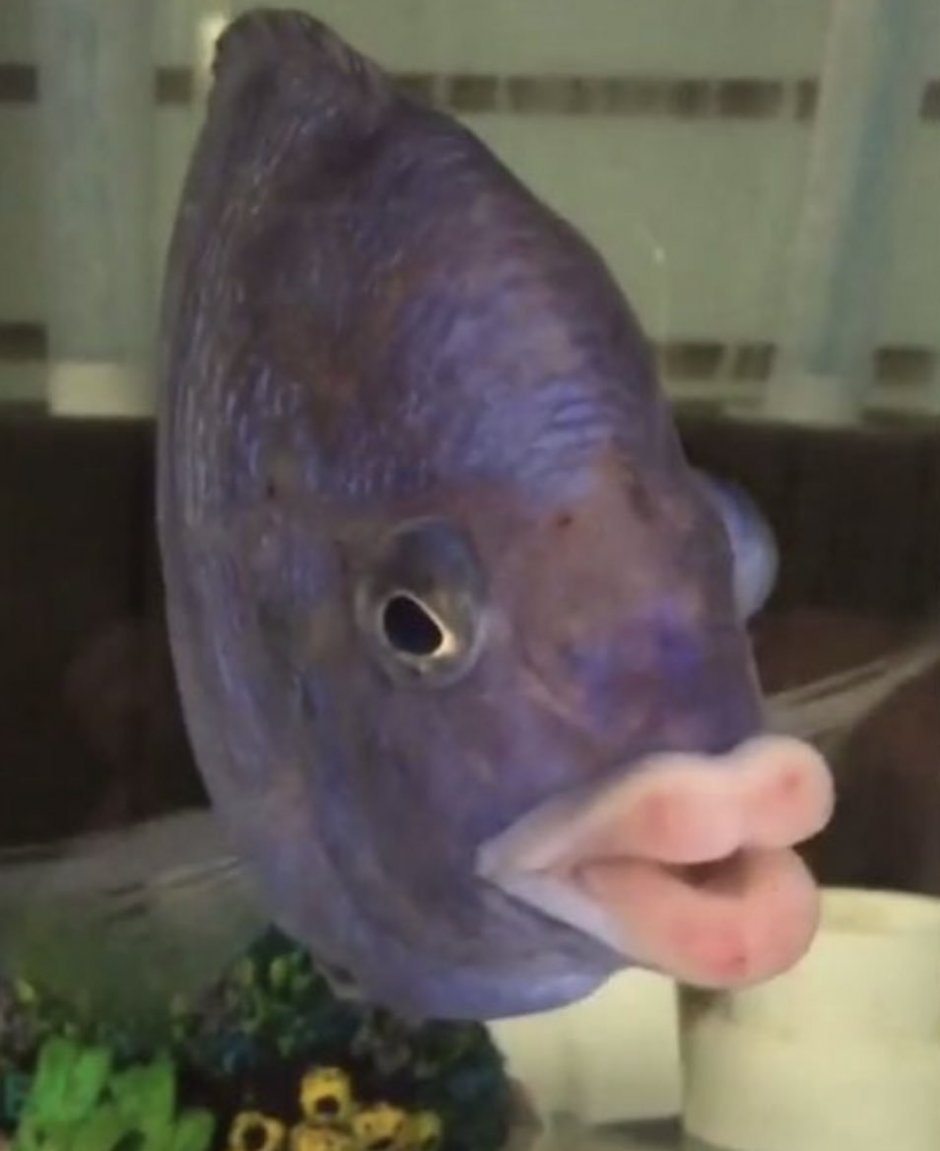 Дельфин смайлик