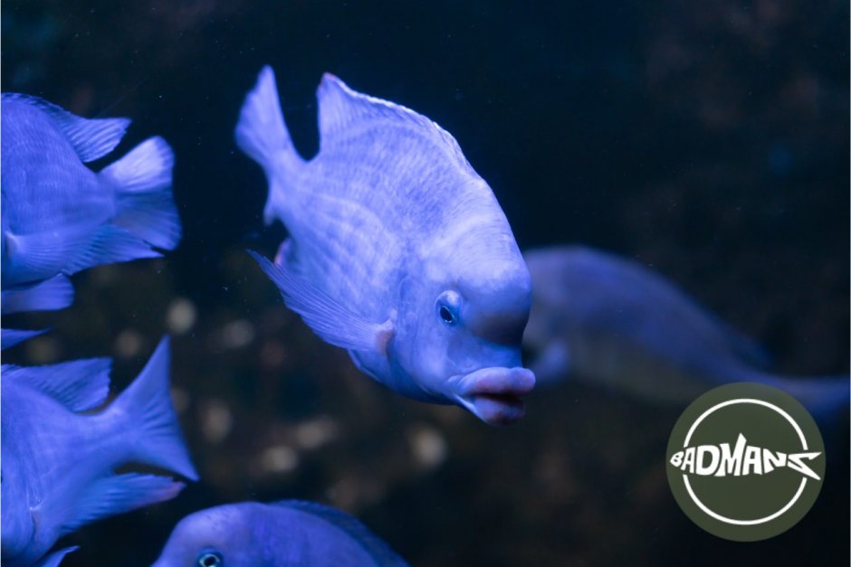 Рыбка голубой Дельфин