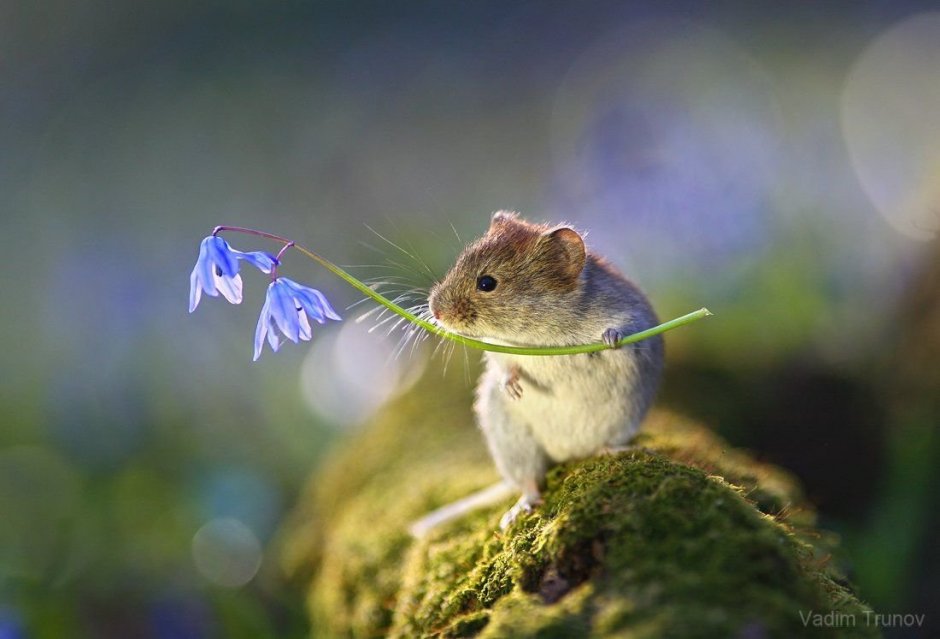 Водяная полевая мышь