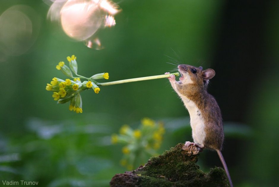Вадим Трунов фотограф полевка