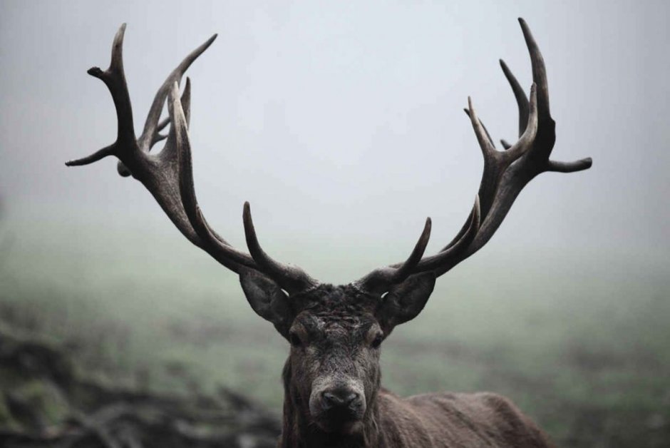 Оленьи рога Эстетика