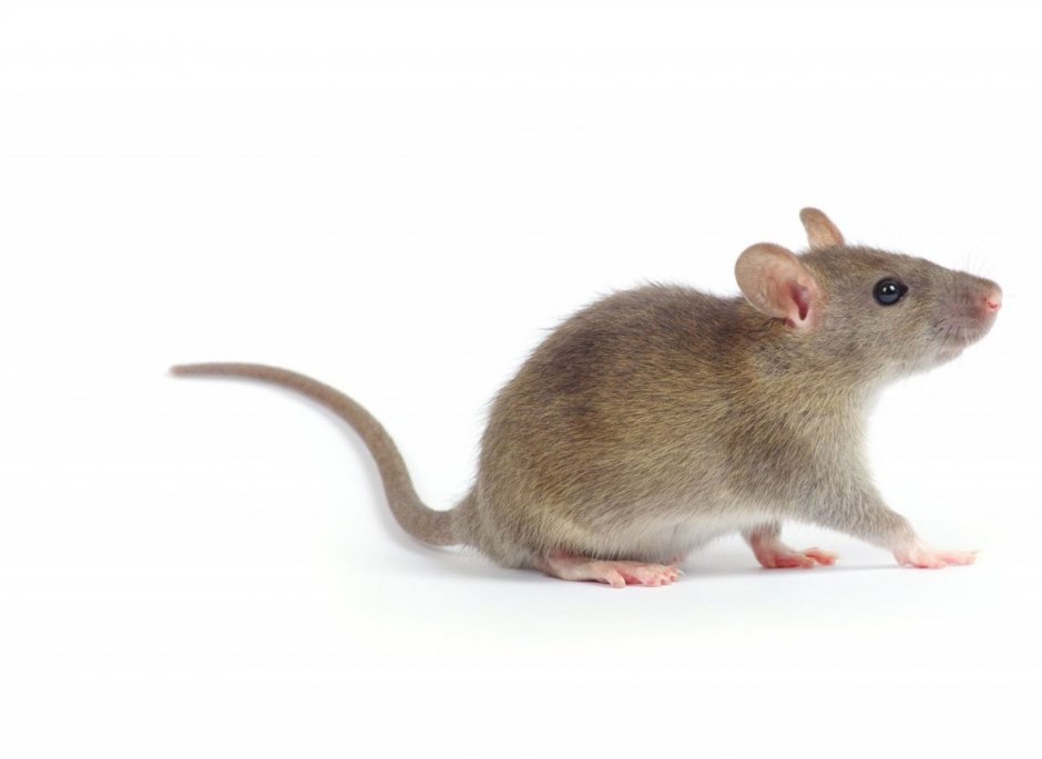 Домовая мышь