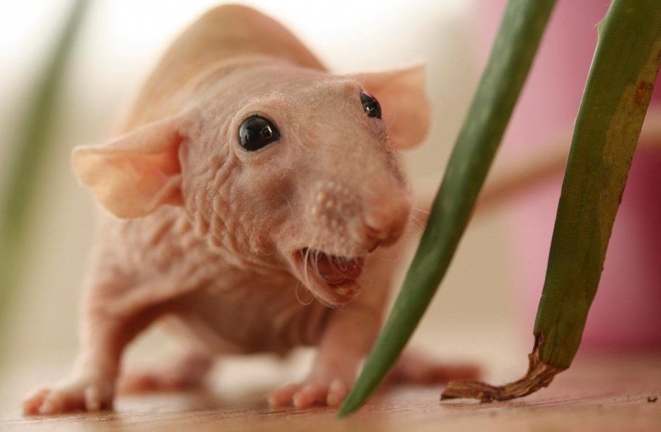 Лысая крыса Дамбо