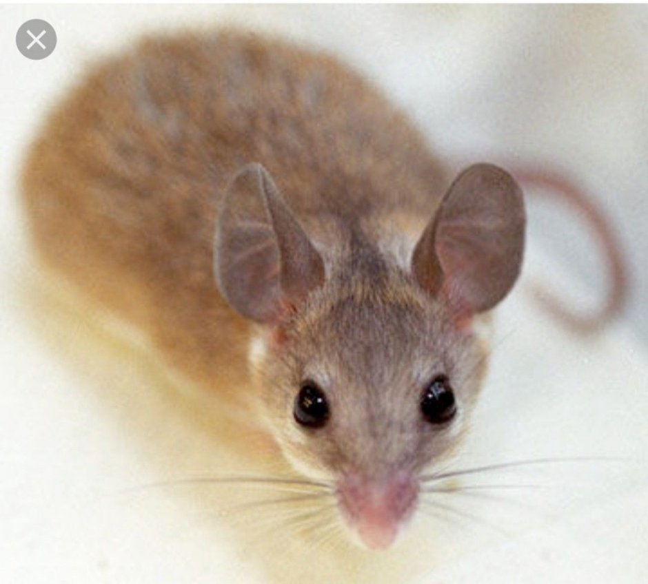 Мышь декоративная с большими ушами