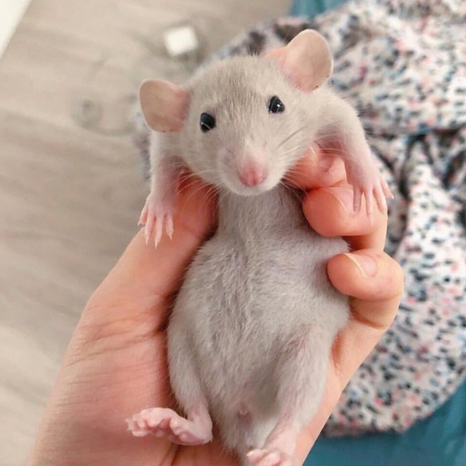 Ушастая мышь с усами