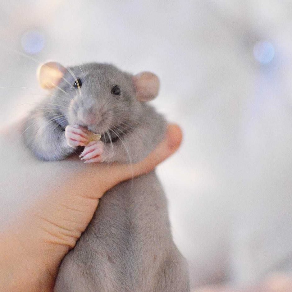 Крыса Дамбо голубая норка