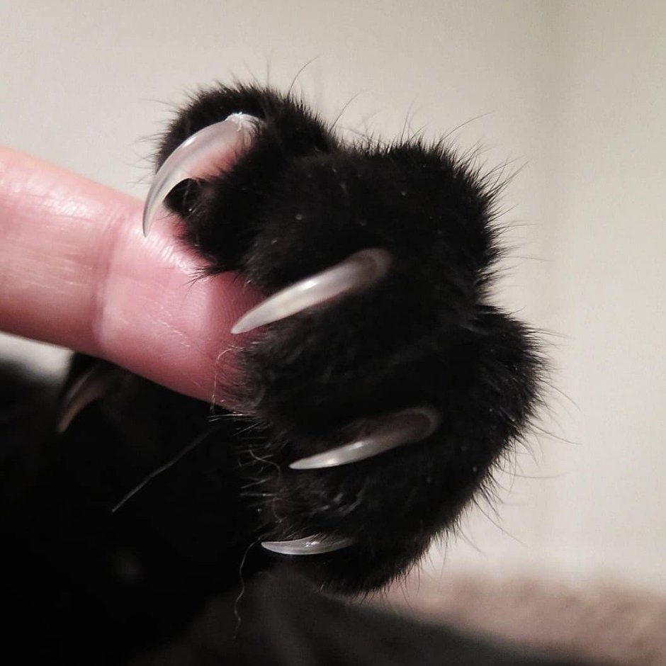 Котята чёрно белые