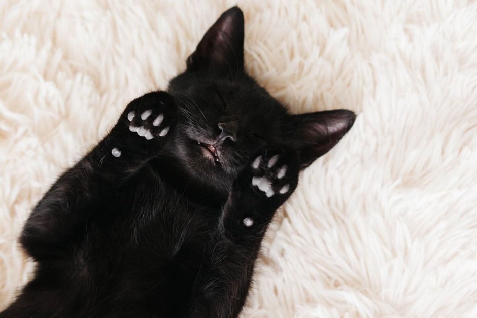 Лапки черного котика