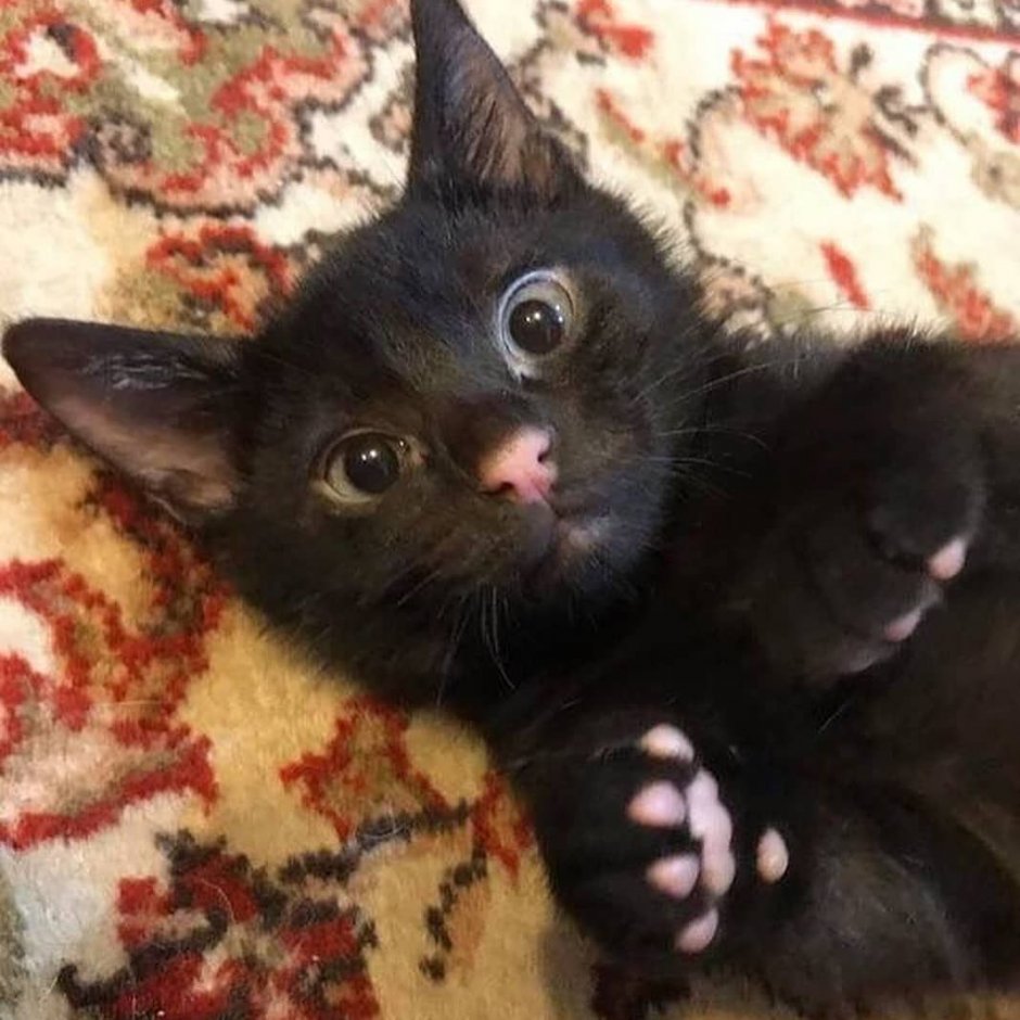 Черная кошка с розовым носом