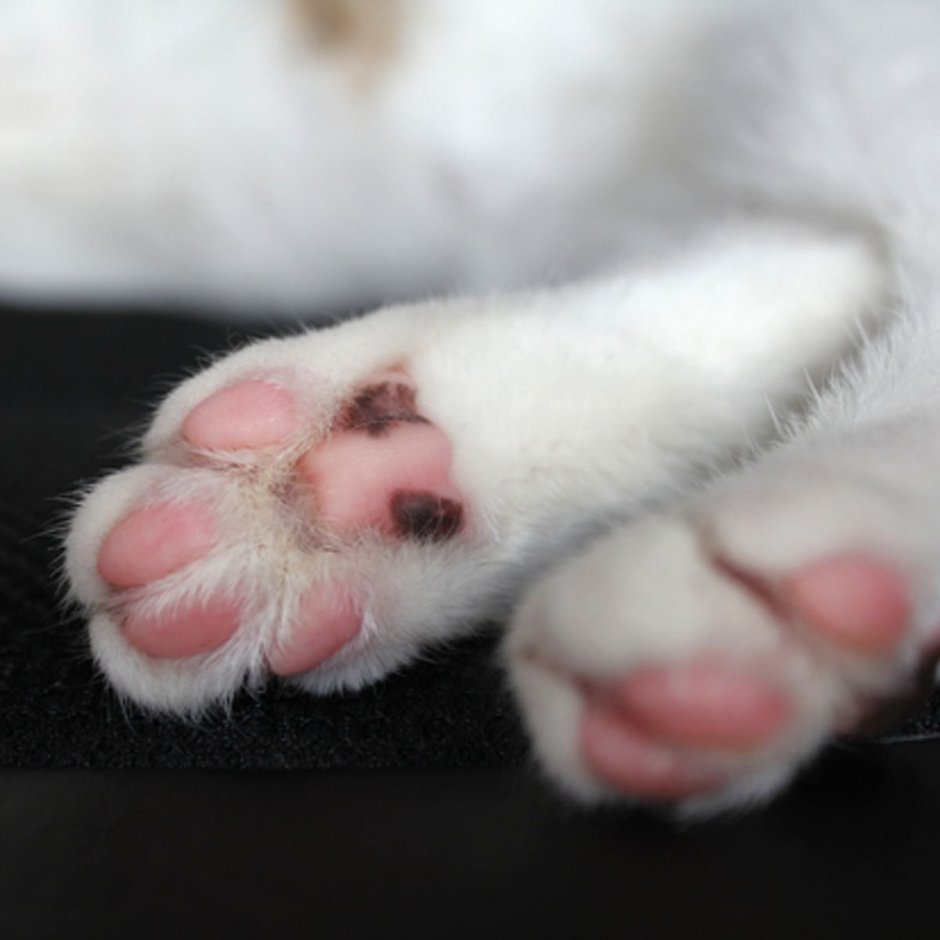 Черная кошка с белыми лапками