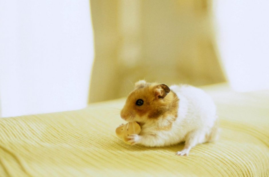 Карликовый хомячок