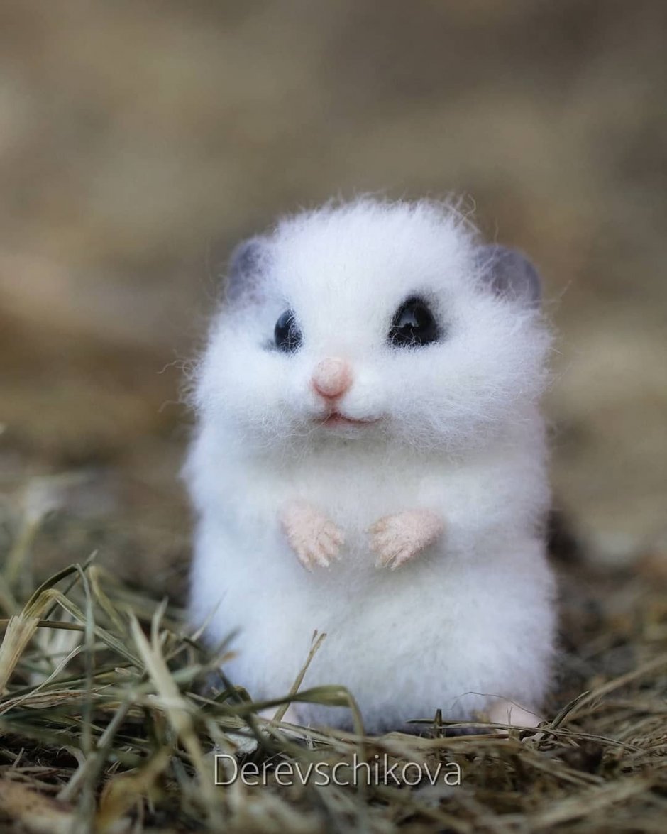 Белый хомяк