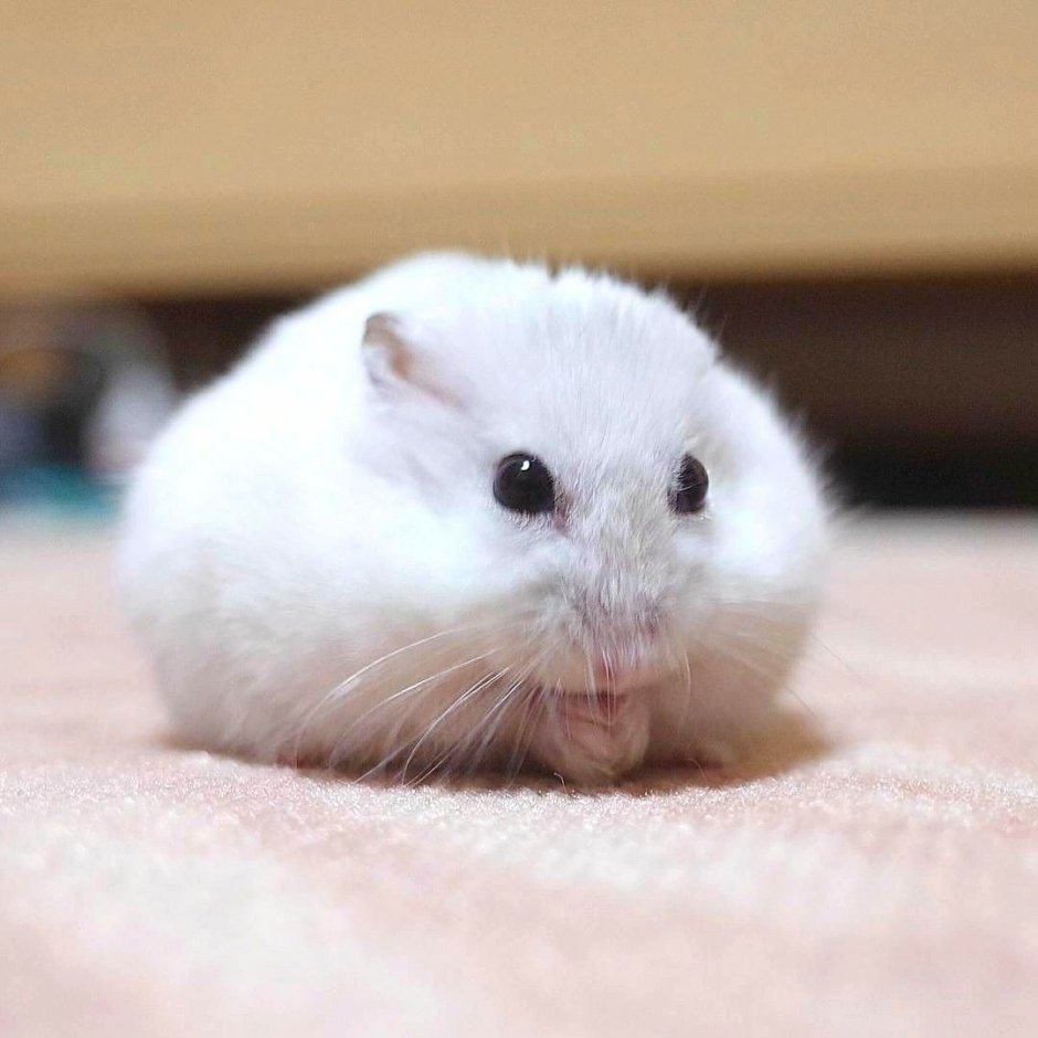 Джунгарский хомячок белый