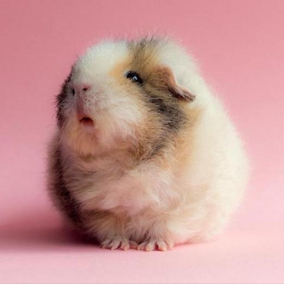 Морская Свинка американский Тедди