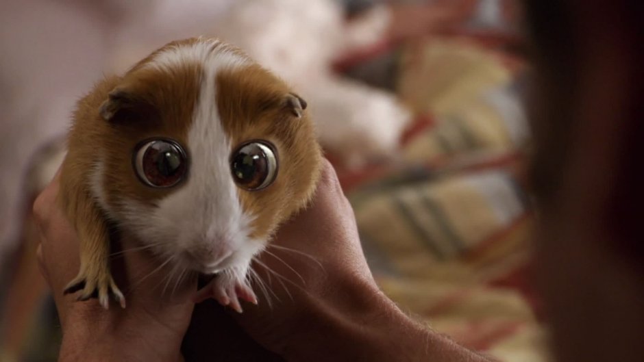 Морская Свинка Плаксик