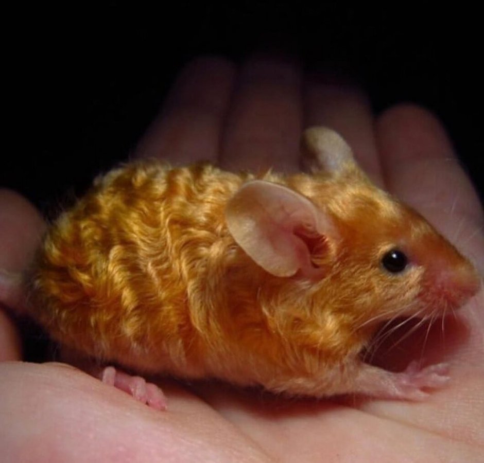 Янтарные крысы порода