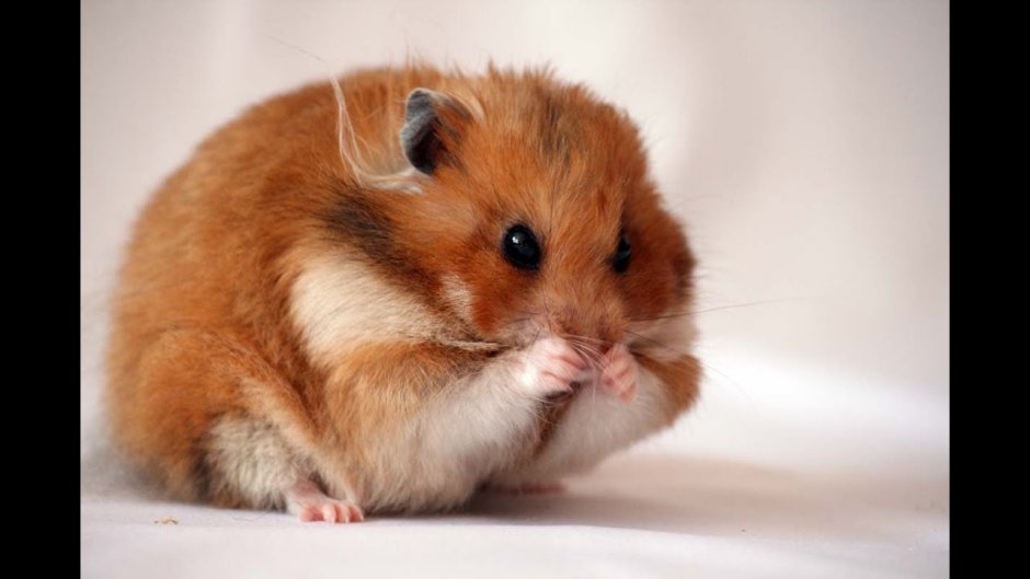 Хомяк сирийский далматинец