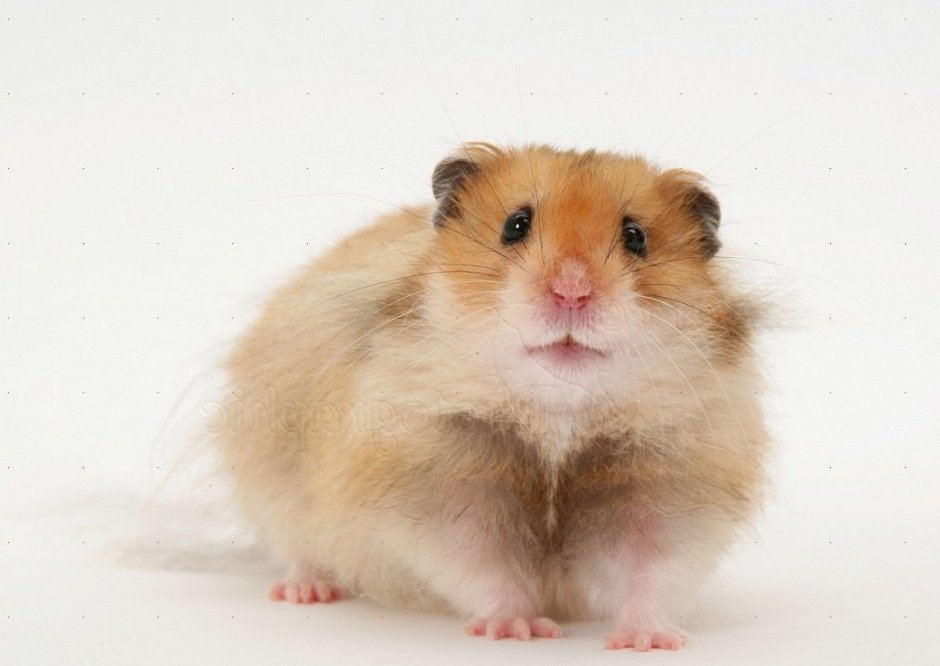 Сибирский хомяк длинношерстный