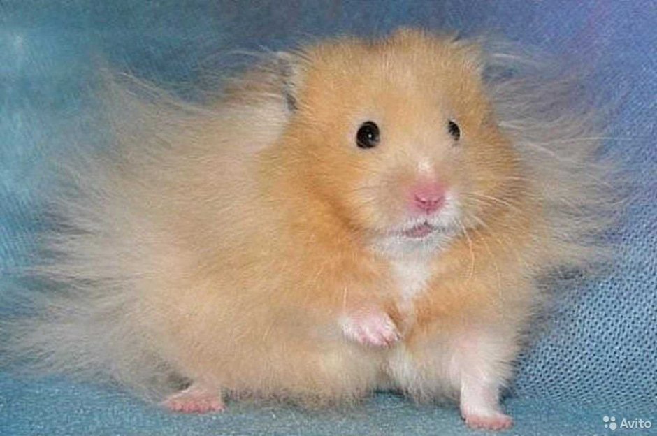 Сирийский хомяк длинношерстный