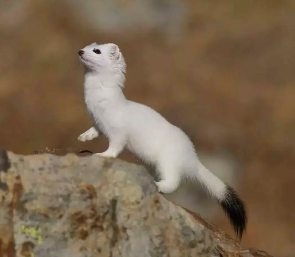 Патагонский горностай