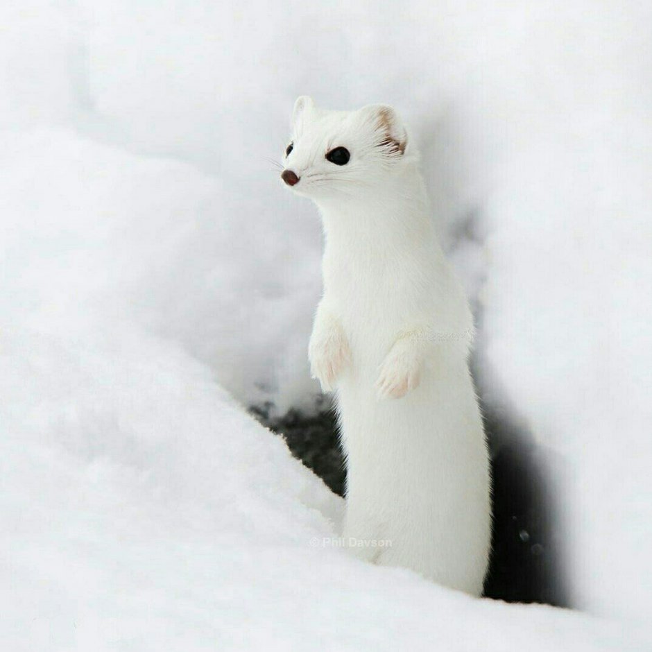 Тундровый горностай