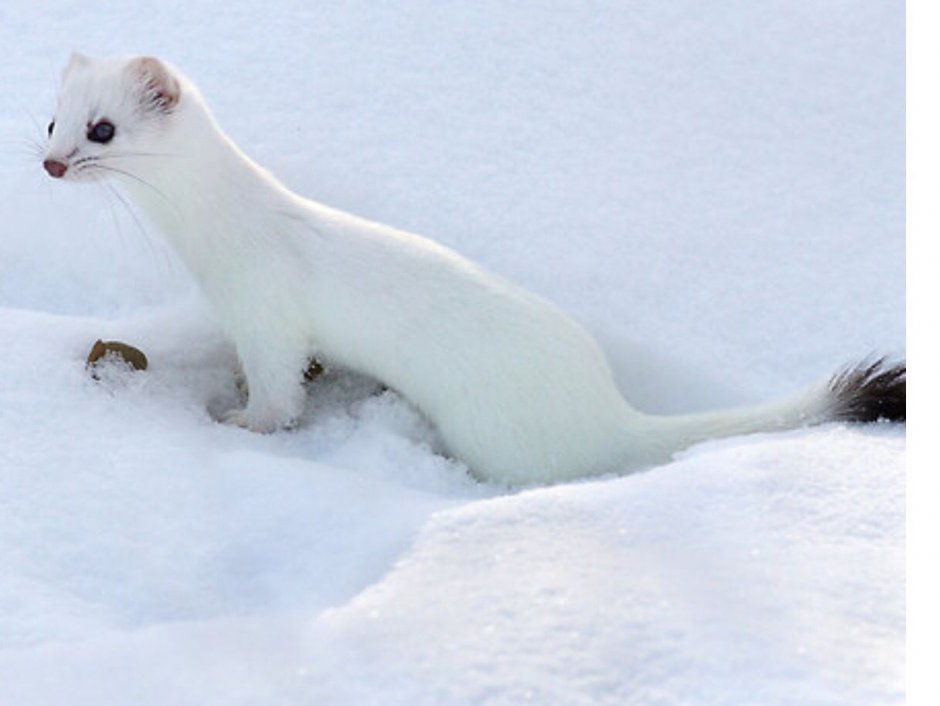 Курильский горностай