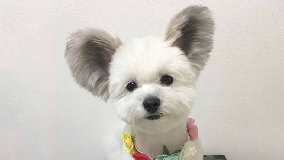 Мальтийский Папильон